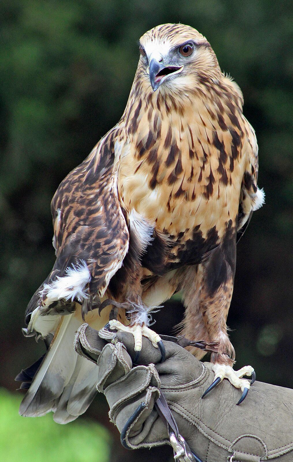 Rough legged hawk Rowdy